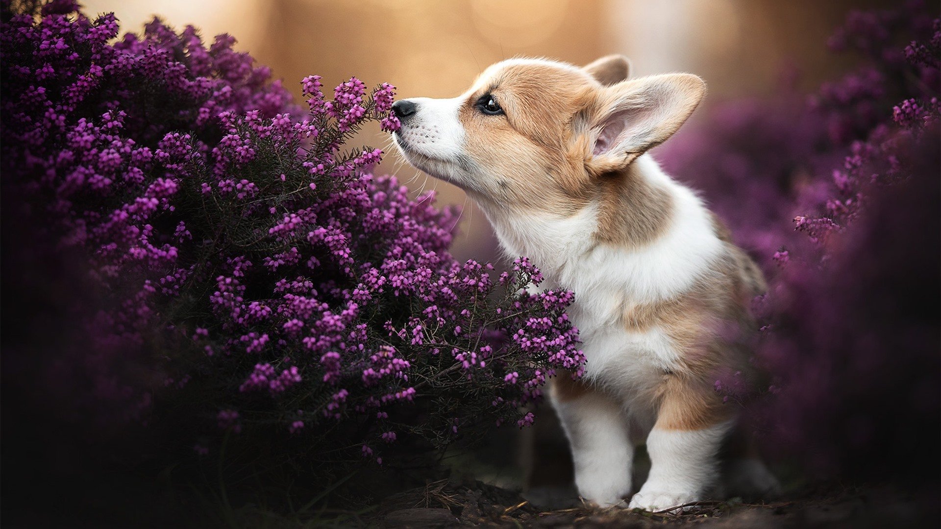 以“体育+旅游”融合发展新模式推动地方经济振兴，关于推进体育旅游融合发展的合作协议